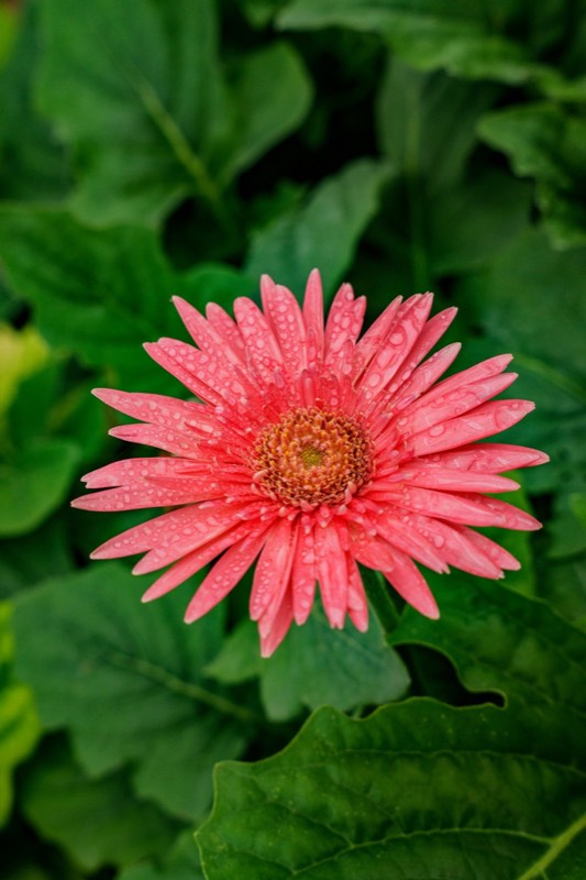 Colourful Gerbera daisy pot plant